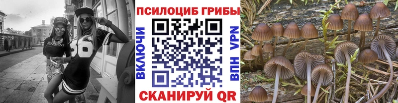 Галлюциногенные грибы Psilocybine cubensis  Купить  Тихорецк 
